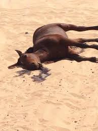 خيل ميت
